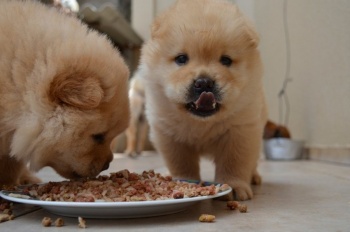 Alimentos “humanos” que son altamente t&oacute;xicos para perros y gatos