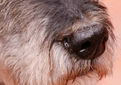 Narices de perros pueden detectar calor corporal como sensores infrarrojos
