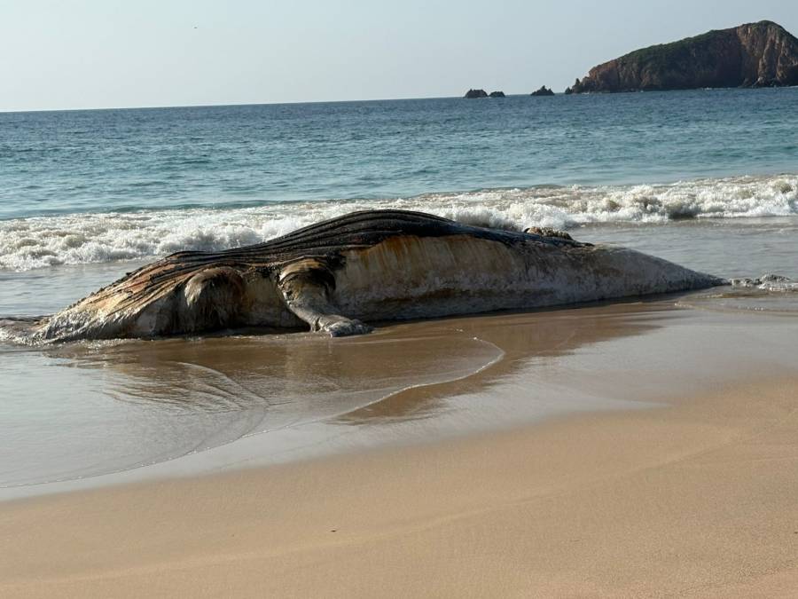 Hallan ballena muerta en la costa de Punta P&eacute;rula, Jalisco