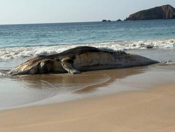 Hallan ballena muerta en la costa de Punta P&eacute;rula, Jalisco
