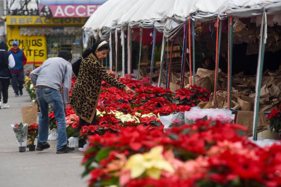 Venta de nochebuenas en CDMX genera derrama económica de 98 millones de pesos