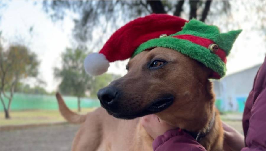 Canes del CTC apoyarán a los Reyes Magos en la recepción de cartas infantiles