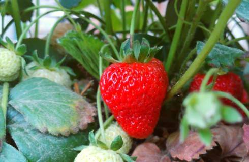 Producci&oacute;n agr&iacute;cola se enfrenta a estanflaci&oacute;n que continuar&aacute; en 2026 seg&uacute;n expertos