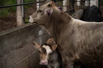 Por falta de mosca est&eacute;ril, avanza gusano barrenador en Veracruz; confirman primer caso en Michoac&aacute;n