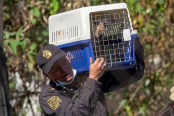 Autoridades capitalinas aseguran casi mil animales en refugio de Cuajimalpa tras denuncias de maltrato