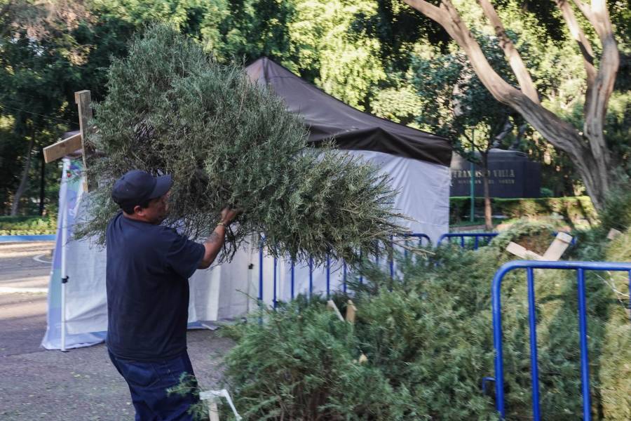 Alcaldía Cuauhtémoc lanza campaña “Árbol por Árbol 2026” para reciclar árboles de Navidad