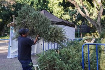 Alcald&iacute;a Cuauht&eacute;moc lanza campa&ntilde;a “&Aacute;rbol por &Aacute;rbol 2026” para reciclar &aacute;rboles de Navidad