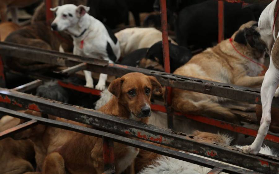 Gobierno de CDMX bajo presión por paradero de perros franciscanos; anuncian amparo colectivo y nueva Ley de Bienestar Animal