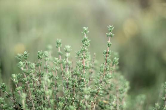 Rusia desarrolla tecnolog&iacute;a que busca dosificar plantas como f&aacute;rmacos