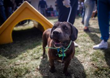 Legisladores recorren refugio canino en la GAM y plantean impulsar adopciones