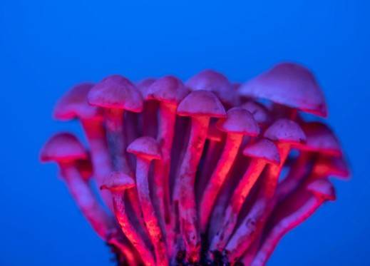 ¿Ciencia vs Ley? Un debate que tiene a los hongos psicod&eacute;licos en el medio