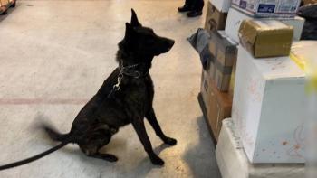 Binomio canino detecta cargamento de fentanilo en el AICM valuado en 20 millones de d&oacute;lares