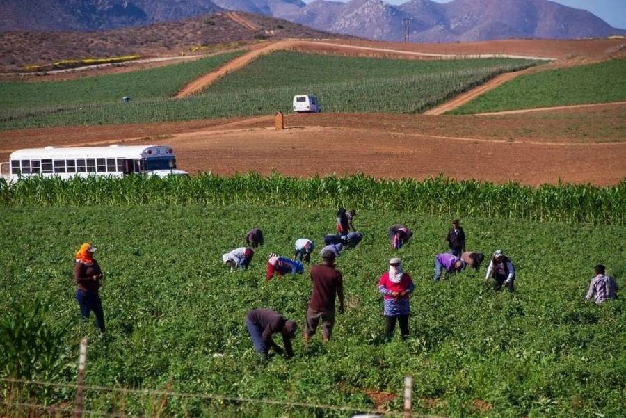 Gobierno federal impulsa plan de justicia laboral para jornaleros de San Quintín