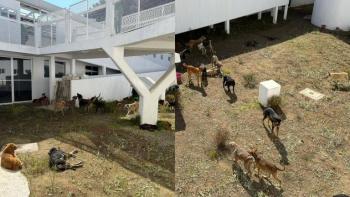 Reformas para regular albergues animales se construir&aacute;n con di&aacute;logo y consenso, afirma Clara Brugada