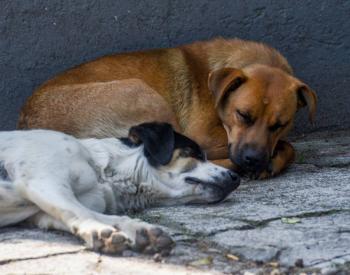 Crece la poblaci&oacute;n de perros en abandono en la capital del pa&iacute;s