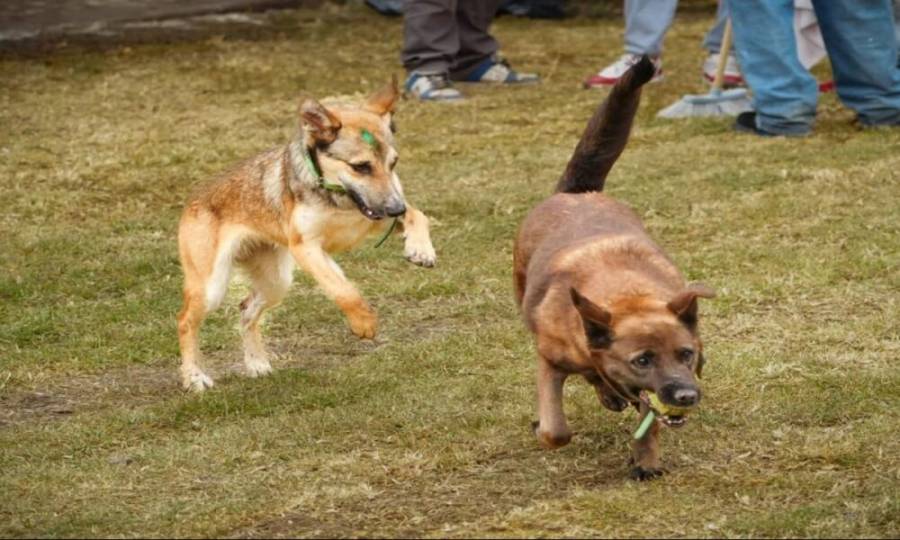 Contabiliza GobCDMX seis perros muertos tras rescate del Refugio Franciscano