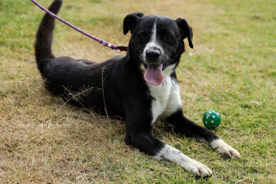 Perritos rescatados del Metro CDMX buscan adopción en el Centro de Transferencia Canina