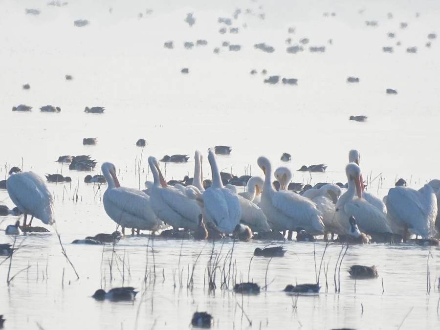 Pelícanos regresan al Lago de Texcoco tras 15 años de ausencia