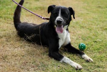 Perritos rescatados del Metro CDMX buscan adopci&oacute;n en el Centro de Transferencia Canina
