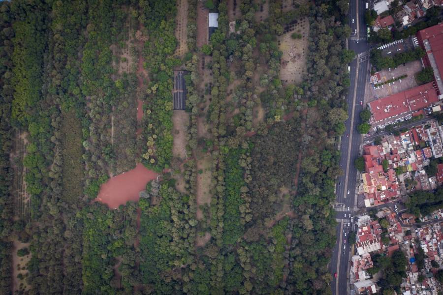 Viveros de Coyoacán enfrenta crisis ambiental por plagas y tala preventiva