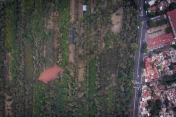 Viveros de Coyoac&aacute;n enfrenta crisis ambiental por plagas y tala preventiva