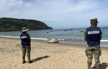Marina protege a elefante marino en playa Los Ayala, Nayarit