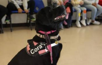 CRIQ inicia sesiones de caninoterapia para pacientes pedi&aacute;tricos en 2026