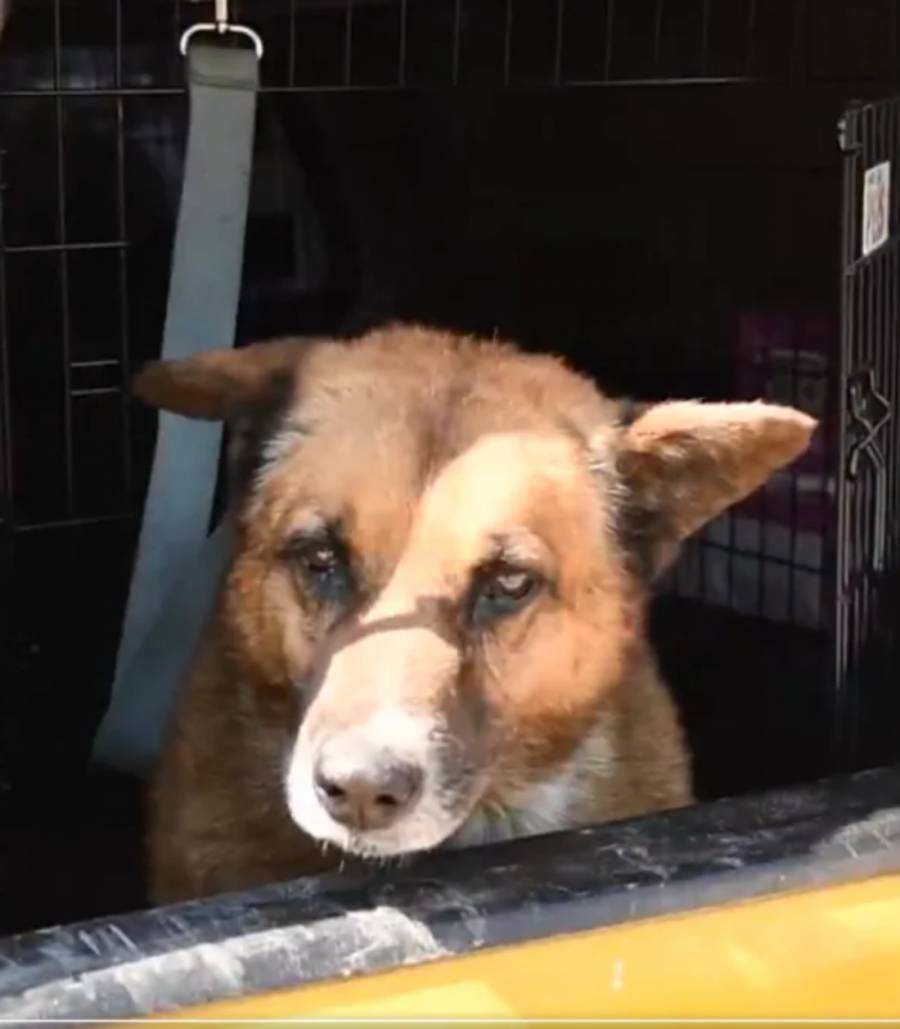 Lobito evoluciona favorablemente tras cirug&iacute;a ortop&eacute;dica luego de sufrir agresi&oacute;n en Naucalpan
