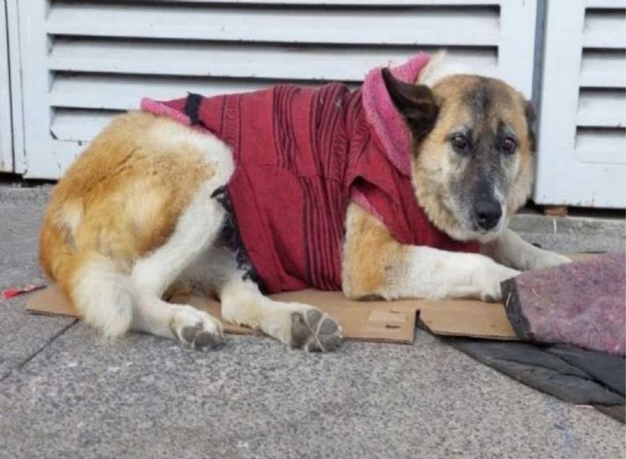 Perrita del Hospital Infantil de Morelia obtiene amparo y garantiza su permanencia en el lugar