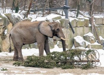 Un elefante mata a un turista en un parque nacional de Tailandia