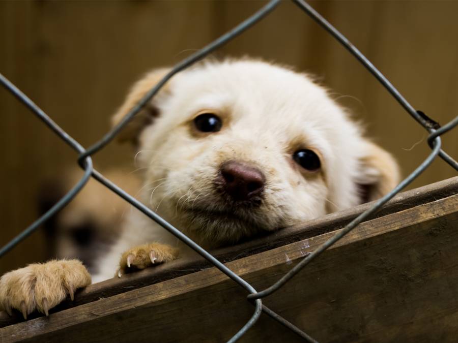 CDMX informa estado de salud de los 858 perros rescatados del refugio en Cuajimalpa y refuerza atenci&oacute;n integral
