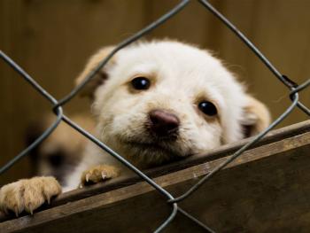 CDMX informa estado de salud de los 858 perros rescatados del refugio en Cuajimalpa y refuerza atenci&oacute;n integral