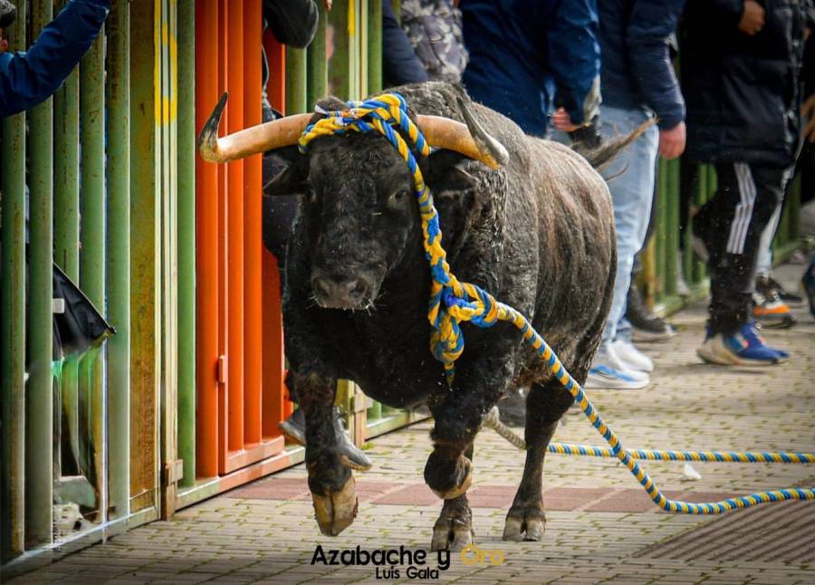 SCJN invalida prohibici&oacute;n de peleas de gallos y corridas de toros en Tepic