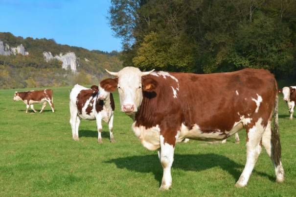 Pa&iacute;ses sin arancel superan a M&eacute;xico y Canad&aacute; en env&iacute;os de carne a Estados Unidos