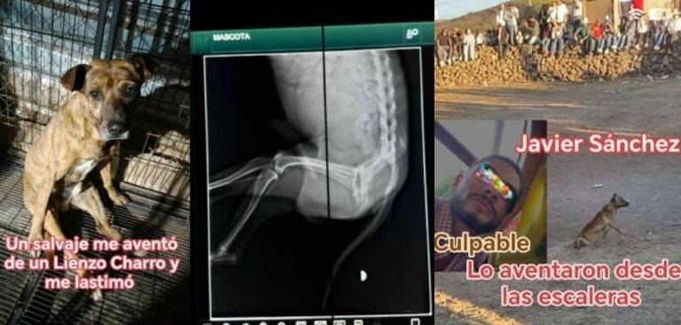 Indignación en Nayarit: exigen justicia para Tigre, perrito lanzado al vacío en plaza de toros