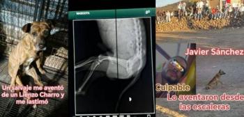 Indignaci&oacute;n en Nayarit: exigen justicia para Tigre, perrito lanzado al vac&iacute;o en plaza de toros