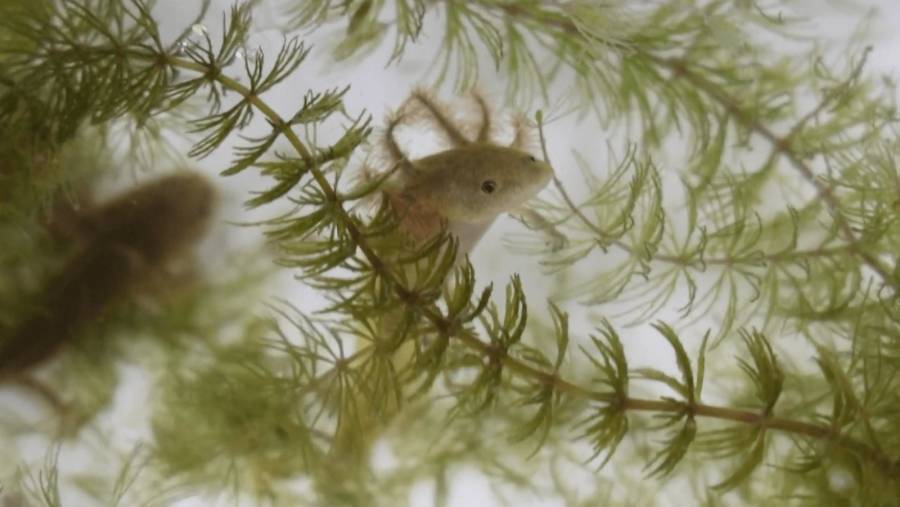 Científicos en Michoacán impulsan conservación del achoque con reproducción en cautiverio