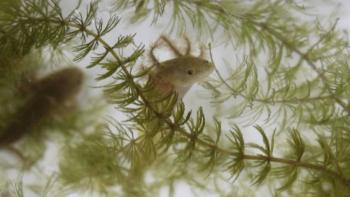 Cient&iacute;ficos en Michoac&aacute;n impulsan conservaci&oacute;n del achoque con reproducci&oacute;n en cautiverio