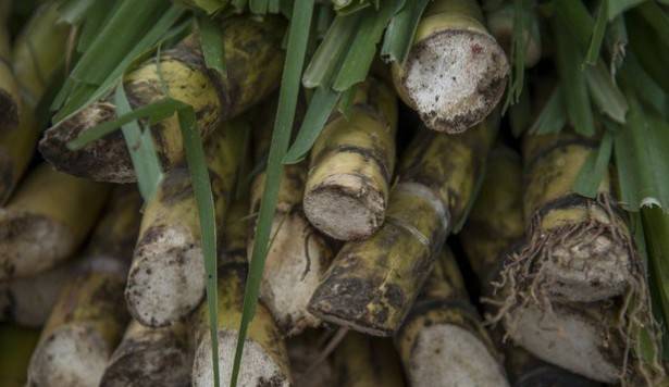 Agricultura incorporar&aacute; a productores ca&ntilde;eros a programas de bienestar para reducir tasas de inter&eacute;s del 30% al 8.5%