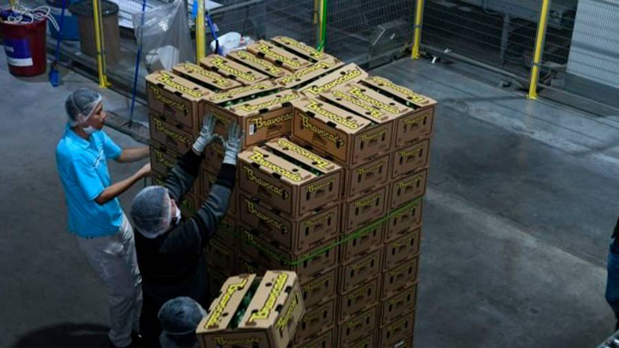 Michoac&aacute;n inicia tr&aacute;mite de Indicaci&oacute;n Geogr&aacute;fica para proteger al aguacate de su franja productora