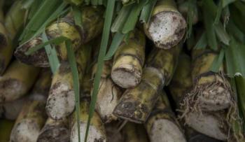 Agricultura incorporar&aacute; a productores ca&ntilde;eros a programas de bienestar para reducir tasas de inter&eacute;s del 30% al 8.5%