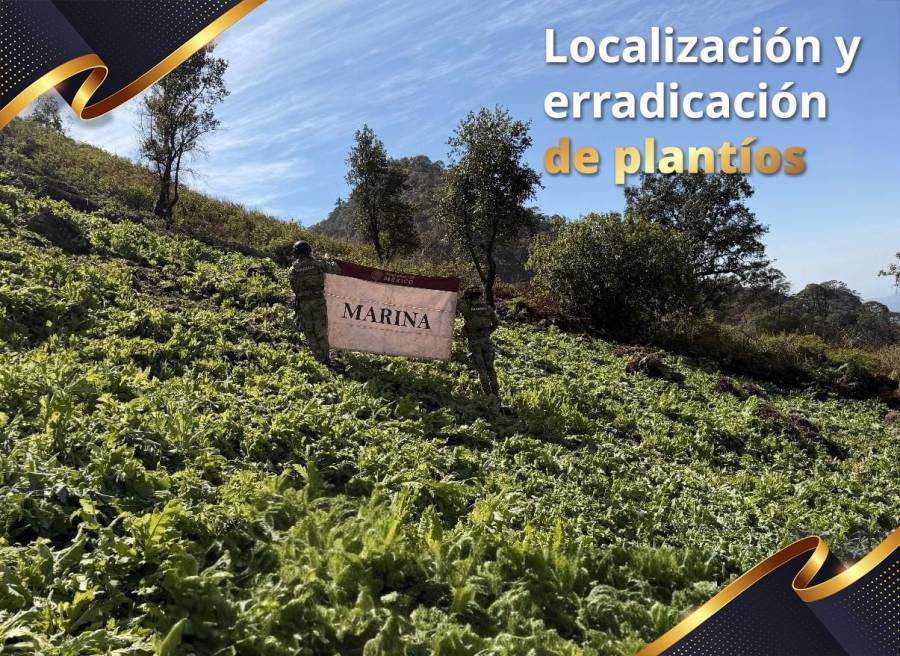 SEMAR erradica más de 100 plantíos de amapola en Nayarit