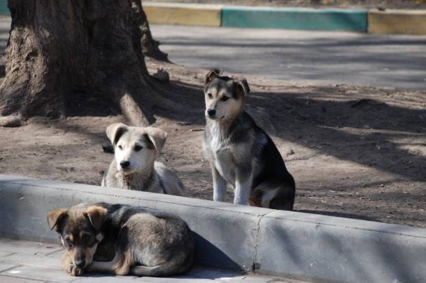 Ola de envenenamientos masivos alarma a vecinos en Durango