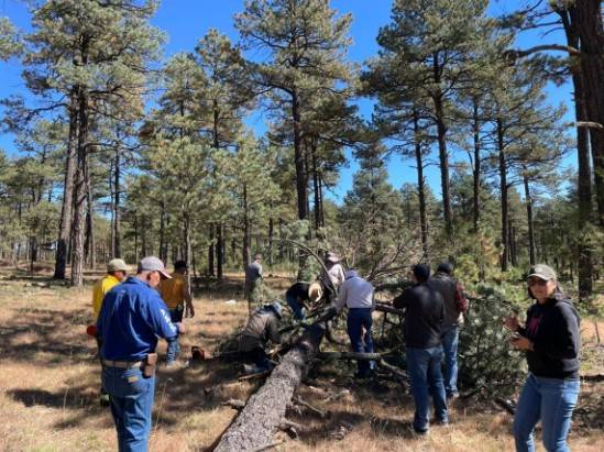 Gobierno intensifica combate contra plagas forestales ante estrés hídrico en bosques