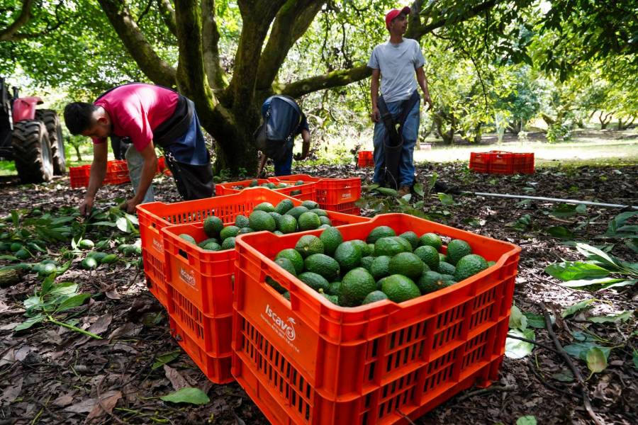 Aguacate mexicano impulsa economía de Michoacán durante el Super Bowl