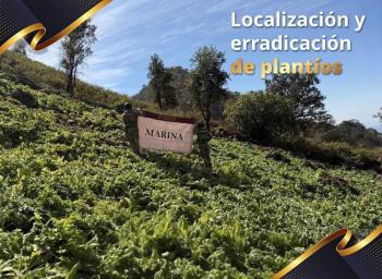 SEMAR erradica m&aacute;s de 100 plant&iacute;os de amapola en Nayarit