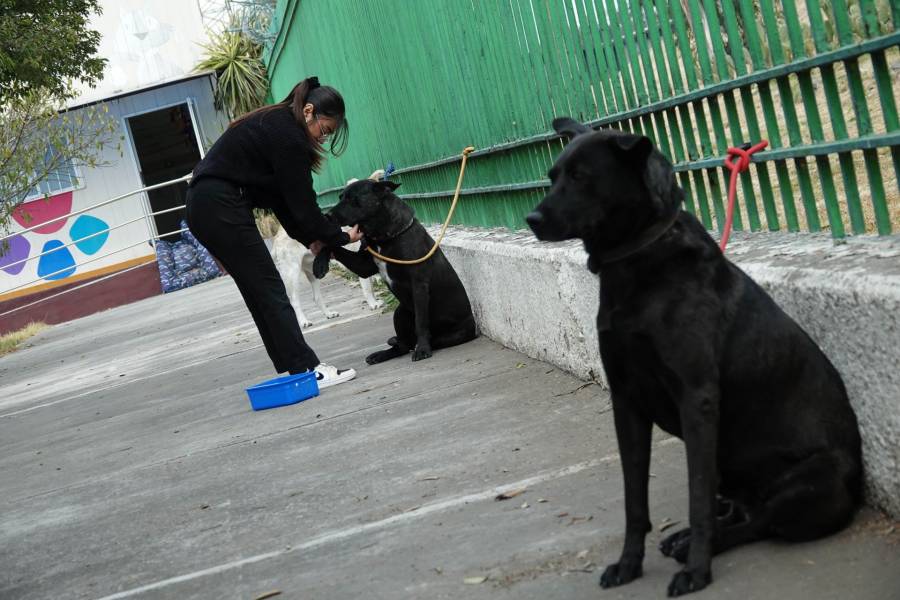 Hospital Veterinario de la CDMX mantiene atenci&oacute;n pese a limitaciones en recursos