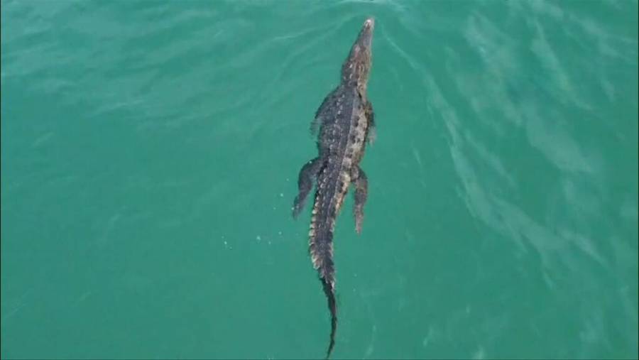 Resguardan cocodrilo localizado en el lago del parque Tezozomoc, en Azcapotzalco
