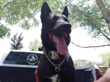 Agente canino Vico muere tras intervenir en un caso de violencia familiar en Chihuahua
