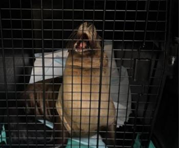 Lobo marino lesionado en Nayarit ser&aacute; operado en Guadalajara tras estabilizarse